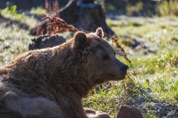 Big Brown Bear Face Carpathian Mountains Autumn Day Close Ukraine — Stock Photo, Image