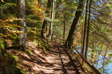 Güneşli bir sonbahar gününde Synevyr Gölü 'nün yanında ahşap çitli güzel bir orman yolu. Batı Ukrayna