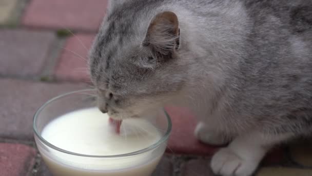 Söt Liten Grå Katt Dricka Mjölk Från Glas Skål Utomhus — Stockvideo