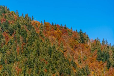 Karpat dağlarının tepesindeki güzel ağaçlar ılık bir sonbahar gününde. Batı Ukrayna