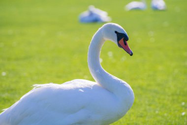 Güneşli bir günde çimlerin üzerindeki yeşil çimlerin üzerinde beyaz bir kuğu, yakın plan. Kiev, Ukrayna