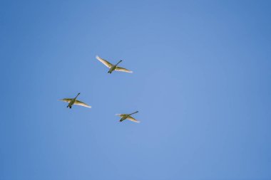 Güneşli bir yaz gününde mavi gökyüzünde üç beyaz kuğu birlikte uçar.
