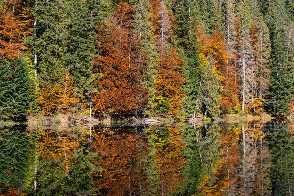 美丽的五彩缤纷的树木 在阳光明媚的秋日 在平静的水面上反射 明亮而生机勃勃的风景 自然背景 — 图库照片
