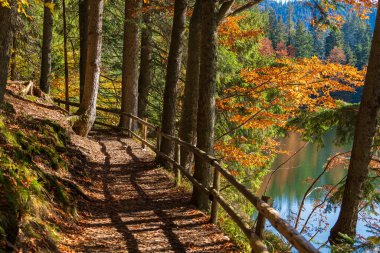 Güneşli bir sonbahar gününde Synevyr Gölü 'nün yanında ahşap çitli güzel bir orman yolu. Batı Ukrayna