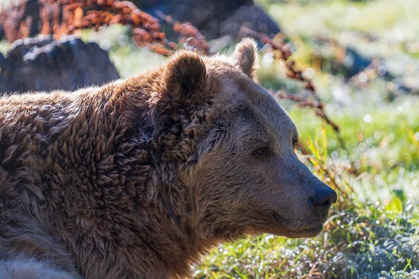 Big brown bear face in the Carpathian mountains on a autumn day, close up. Ukraine. Brown bear resting in a clearing in the forest