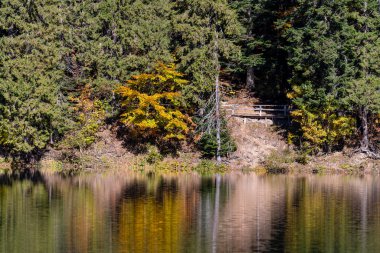 Güneşli bir sonbahar gününde sakin su yüzeyine yansıyan güzel renkli ağaçlar. Parlak ve canlı manzara manzarası. Doğa arkaplanı