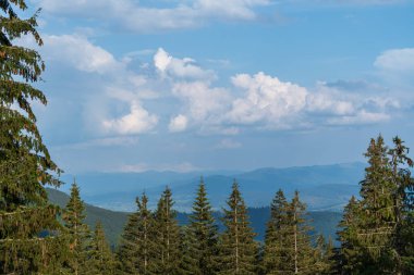 Green forest with fir trees and a meadow near mountain village Dragobrat, Western Ukraine, Europe. Beautiful nature of the Carpathian mountains on a sunny day in summer. Aerial drone shot landscape