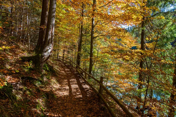 晴れた秋の日にSynevyr湖の横に木製の柵で美しい森の道 西ウクライナ — ストック写真