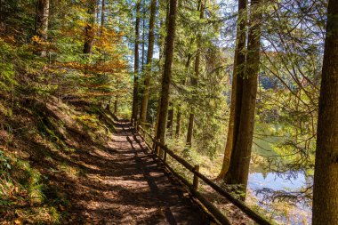 Güneşli bir sonbahar gününde Synevyr Gölü 'nün yanında ahşap çitli güzel bir orman yolu. Batı Ukrayna