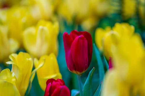 Beautiful Colorful Red Yellow Tulips Background Field Spring Flowers Flower — Stock Photo, Image