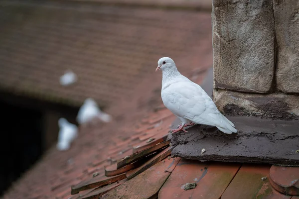 White dove sitting on a old roof tiles in a mountain village near the city of Danang, Vietnam. Close up