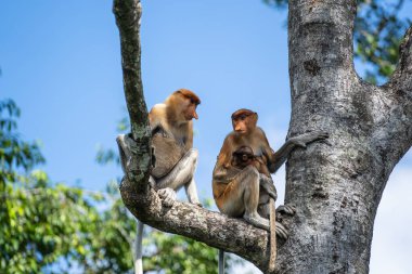 Malezya 'nın Borneo adasının yağmur ormanlarındaki vahşi Proboscis maymunu, Nasalis larvatus ya da Hollanda maymunu ailesi, yaklaşın. Kocaman sarkık burunlu inanılmaz bir maymun.