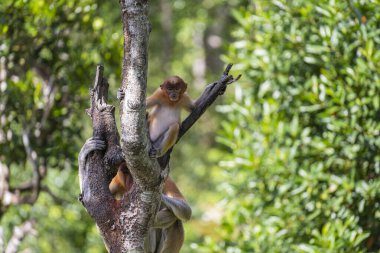 Malezya 'nın Borneo adasının yağmur ormanlarındaki vahşi Proboscis maymunu, Nasalis larvatus ya da Hollanda maymunu ailesi, yaklaşın. Kocaman sarkık burunlu inanılmaz bir maymun.