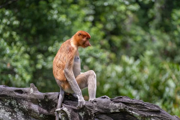 Family Wild Proboscis Monkey Nasalis Larvatus Dutch Monkey Rainforest Island — Stock Photo, Image