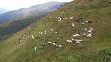 Large herd of wild sheep rams are walking along high Carpathians mountain slope in summer, Ukraine, Europe. Concept of nature and environment