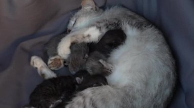 Anne kedi yavrularının yanında. Gözleri kapalı yavru kediler. Hayatlarının ilk gününde anneleriyle kör kedi yavruları. Evcil hayvanı kapatın.