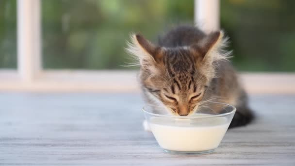 Gray Little Kitten Eats Milk Food Glass Bowl Windowsill Window — Video