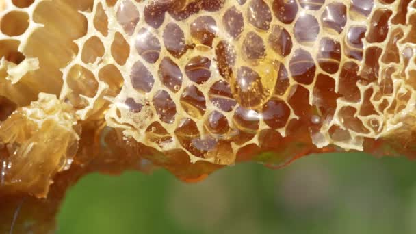 Honey Dripping Honey Comb Nature Background Close Thick Honey Dripping — Αρχείο Βίντεο