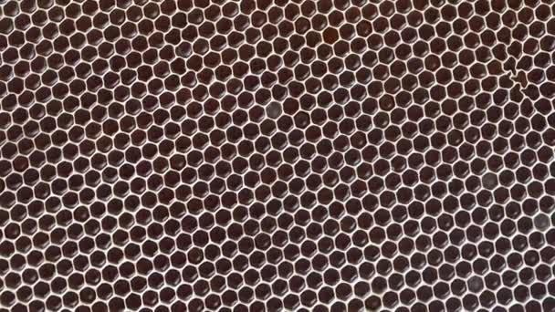 Closeup Honeycomb Honey Rotates Background Texture Pattern Section Wax Honeycomb — Wideo stockowe