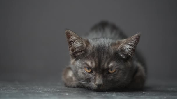 Siyah Arka Planda Küçük Siyah Bir Kedi Yavrusu Aylık Yavru — Stok video