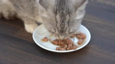 Şirin küçük gri kedi beyaz tabaktan ıslak yiyecekler yiyor. Yaklaş. Sağlıklı kedi iştahla yemek yer.