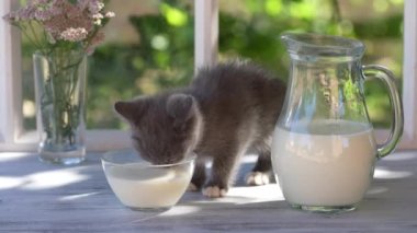 Gray little kitten eats milk food from a glass bowl on the windowsill near the window at home on a summer day near the garden. Close up domestic animal. Kitten at two month old of life