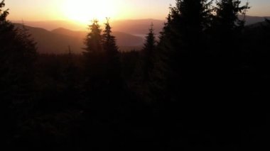 Silhouette of a Christmas tree and morning sky at sunrise against the background of the Carpathian mountains in the summer. Ukraine, Europe