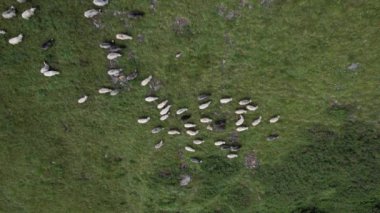 Large herd of wild sheep rams are walking along high Carpathians mountain slope in summer, Ukraine, Europe. Concept of nature and environment