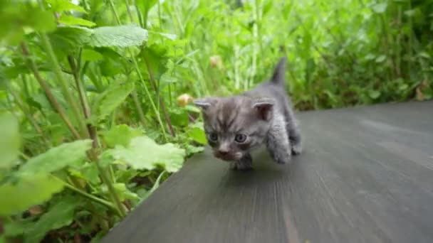 新生児の灰色の子猫が猫を待っている かわいい面白い家のペット 家畜を閉めろ 自然の中での生活の3週間で子猫 — ストック動画