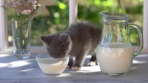 Сірий Маленький Кошеня Їсть Молочну Їжу Скляної Миски Підвіконні Біля — стокове відео