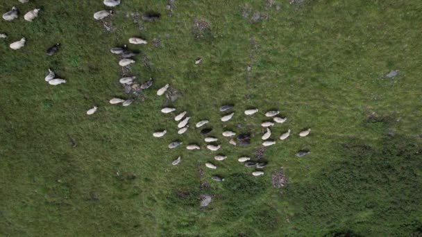 Large Herd Wild Sheep Rams Walking High Carpathians Mountain Slope — Stok video