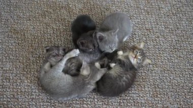 Five cute tabby kittens waiting for food. Little sweet cats siting on carpet covering floor, looking up, 4k. Kittens at 40 days old. Funny home pets. Close up domestic animal, indoors