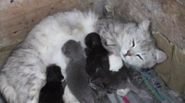Anne kedi yavrularının yanında. Gözleri kapalı yavru kediler. Hayatlarının ilk gününde anneleriyle kör kedi yavruları. Evcil hayvanı kapatın.