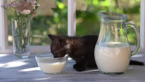 Black Little Kitten Eats Milk Food Glass Bowl Windowsill Window — 图库视频影像