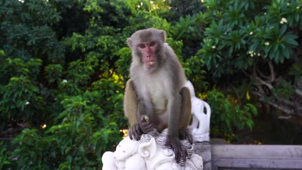 Portret Dzikiej Małpy Siedzącej Lwiej Kamiennej Rzeźbie Buddyjskiej Świątyni Danang — Wideo stockowe