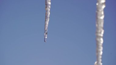 Donmuş buz saçakları, güneşli bir bahar gününde mavi gökyüzü arka planında izole edilmiş. Buz saçaklarından damlalar akıyor