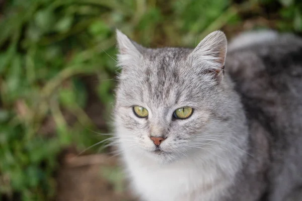 Krásný Portrét Skotské Rovné Kočky Jarní Zahradě Zblízka Šedé Pruhované — Stock fotografie