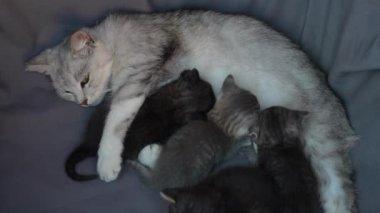 Anne kedi yavrularının yanında. Hayatının üç haftasında annesiyle birlikte yeni doğmuş yavru kediler. Evcil hayvanı kapatın.