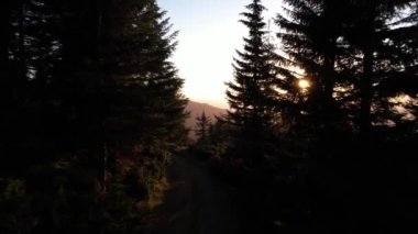 Silhouette of a Christmas tree and morning sky at sunrise against the background of the Carpathian mountains in the summer. Ukraine, Europe