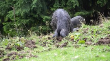 Group of wild black boars with children in the mountain forest in the Carpathians in summer, Ukraine, Europe. Concept of nature and environment