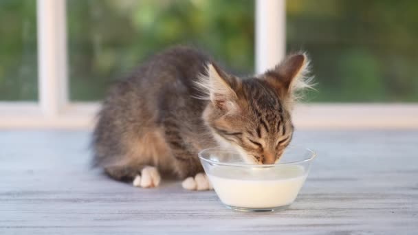 Gray Little Kitten Eats Milk Food Glass Bowl Windowsill Window — Video