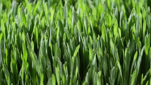 Фон Зеленого Пророслого Зерна Пшениці Крупним Планом Обертається Концепція Здорової — стокове відео