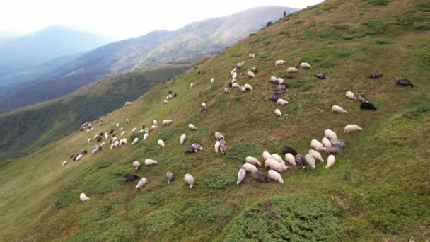 Large Herd Wild Sheep Rams Walking High Carpathians Mountain Slope — Stock video