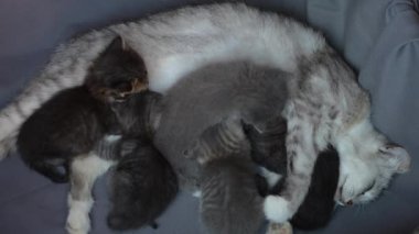 Anne kedi yavrularının yanında. Hayatının üç haftasında annesiyle birlikte yeni doğmuş yavru kediler. Evcil hayvanı kapatın.
