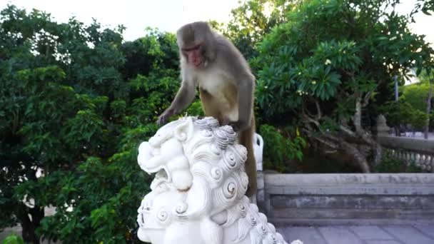 Retrato Mono Salvaje Sentado Una Escultura Piedra León Templo Budista — Vídeos de Stock