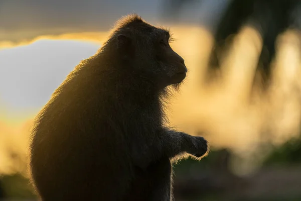 Vild Makak Apa Sitter Klippan Den Tropiska Koh Phangan Solnedgången — Stockfoto