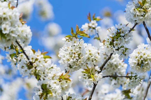 Una Ramita Flores Blancas Florece Árbol Cerezas Jardín Contra Cielo —  Fotos de Stock