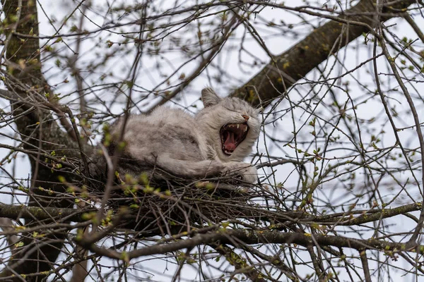 Gray street cat yawns and resting in a bird\'s nest on a tree in spring time, close up