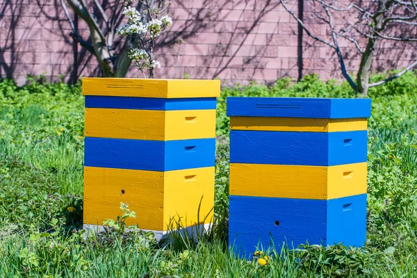 Dois Novos Conjuntos Colmeia Madeira Amarelo Azul Jardim Primavera Perto — Fotografia de Stock