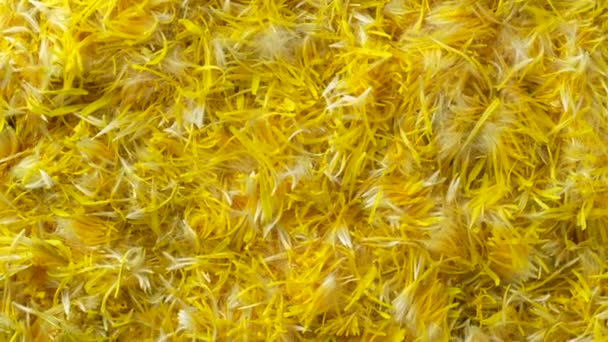 新鲜的黄色蒲公英花瓣为果酱背景 顶部观景 质地生黄蒲公英花瓣 — 图库视频影像